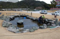 錦鯉 和風池,業者 和風鑑賞池,庭池 高圧水洗い