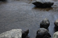 錦鯉 和風池,業者 和風鑑賞池,庭池 高圧水洗い