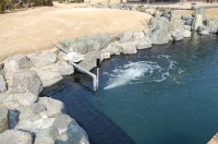 錦鯉 和風池,業者 和風鑑賞池,庭池 アクアジェット