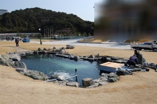 錦鯉 和風池,業者 和風鑑賞池,庭池 業者,,