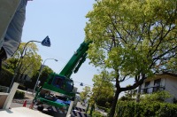 錦鯉 造園,庭池 錦鯉,造園 池,錦鯉池 作り