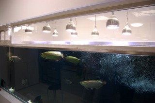 コンクリート水槽 アロワナ,コンクリート水槽 窓付