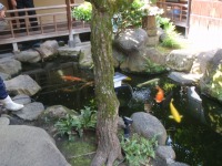 錦鯉池 作り,池 リフォーム,池 改修,庭池 業者