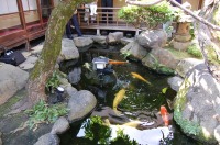 錦鯉池 作り,池 リフォーム,池 改修,庭池 業者