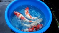 錦鯉 引越し,錦鯉 輸送,水槽車,,