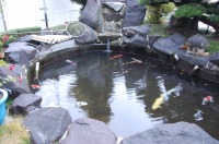 錦鯉 引越し,錦鯉 輸送,水槽車,,