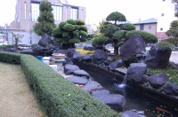 錦鯉 引越し,錦鯉 輸送,水槽車,,