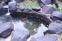 錦鯉 引越し,錦鯉 輸送,水槽車,,