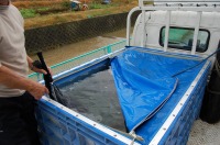 錦鯉 引越し,錦鯉 輸送,水槽車,,