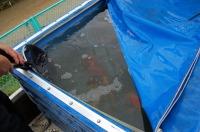 錦鯉 引越し,錦鯉 輸送,水槽車,,