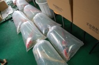 錦鯉 引越し,錦鯉 輸送,水槽車,,