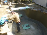 錦鯉 造園,庭池 錦鯉,造園 池,錦鯉池 左官