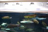 大型水槽 濾過設備,ビッグタンク 濾過,3000水槽 濾過