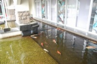 ニシキゴイ 一時預かり,ニシキゴイ 預かり