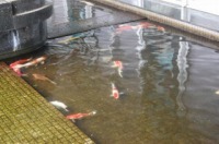 ニシキゴイ 一時預かり,ニシキゴイ 預かり