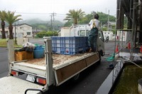 ニシキゴイ 一時預かり,ニシキゴイ 水槽車