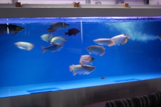 窓付水槽 アロワナ,5000水槽 アロワナ,FRP水槽 窓付,