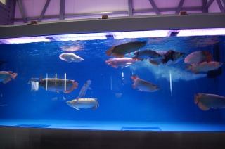 窓付水槽 アロワナ,5000水槽 アロワナ,FRP水槽 窓付,