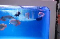 窓付水槽 アロワナ,5000水槽 アロワナ,FRP水槽 窓付,