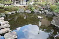 錦鯉 造園,庭池 錦鯉,造園 池,錦鯉池 作り