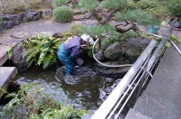 錦鯉 造園,庭池 錦鯉,造園 池,錦鯉池 作り