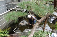 錦鯉 造園,庭池 錦鯉,造園 池,錦鯉池 作り