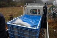 錦鯉 造園,庭池 錦鯉,造園 池,錦鯉池 水槽車