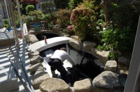 錦鯉 和風池,庭池 池用塗料