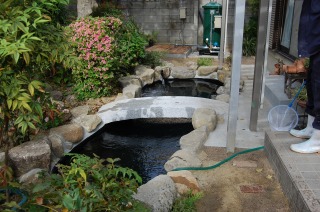 錦鯉 造園,庭池 錦鯉,造園 池,錦鯉池 作り
