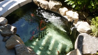 錦鯉 造園,庭池 錦鯉,造園 池,錦鯉池 作り