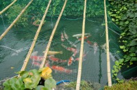 庭池 防水工事,庭池 FRP防水,池 水漏れ修理