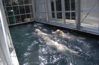 ドッグプール 施工,ドッグプール 工事,ドッグプール 濾過機