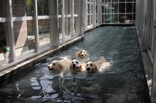 ドッグプール 温室,温室 工事,ドッグプール