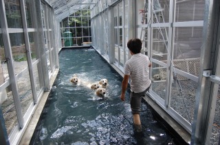 ドッグプール 施工,ドッグプール 工事,ドッグプール 濾過機