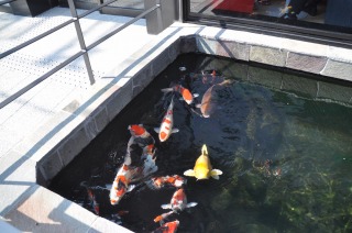 錦鯉 洋風池,錦鯉 和風池,錦鯉 コンクリート池