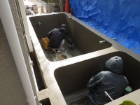 錦鯉 洋風池,錦鯉 和風池,錦鯉 コンクリート池