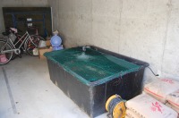 錦鯉 洋風池,錦鯉 和風池,錦鯉 コンクリート池