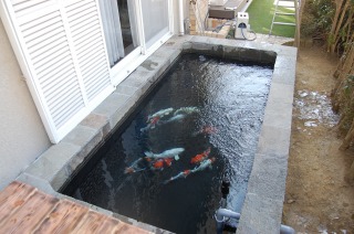 錦鯉 洋風池,錦鯉 和風池,錦鯉池