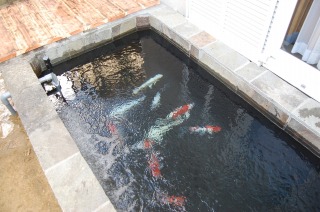 錦鯉 洋風池,錦鯉 和風池,錦鯉池