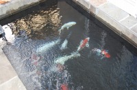 錦鯉 洋風池,錦鯉 和風池,錦鯉池 アクアジェット