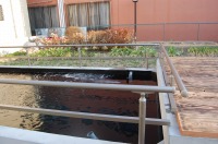 錦鯉 洋風池,錦鯉 和風池,錦鯉 アクアジェット