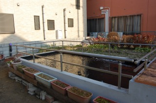 錦鯉 洋風池,錦鯉 和風池,錦鯉 コンクリート池