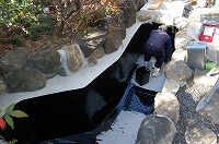 錦鯉 造園,庭池 錦鯉,造園 池,錦鯉池 池用塗料