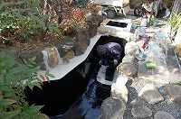 錦鯉 造園,庭池 錦鯉,造園 池,錦鯉池 池用塗料