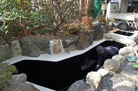 錦鯉 造園,庭池 錦鯉,造園 池,錦鯉池 池用塗料