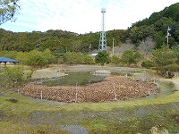 ニシキゴイ 引越し,錦鯉 輸送,水槽車,,