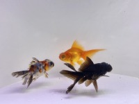 金魚セット 販売,金魚 通販