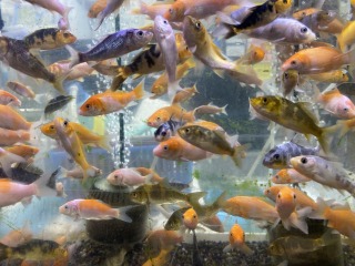 錦鯉稚魚・鯉仔 飼育用 餌金 エサ用 通信販売 京阪錦鯉センター