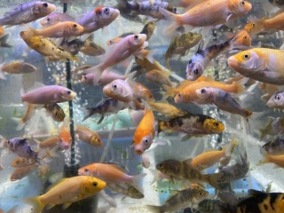 大量販売【錦鯉】稚魚20匹 (無選別) | fonij.cm
