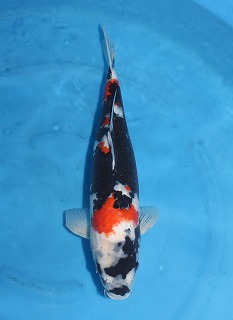 昭和三色　通販